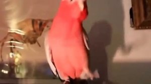 Попугай танцует под музыку