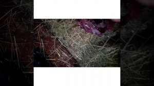 так быстрее выходит послед у козы