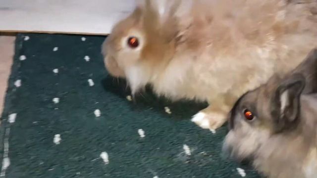 карликовый и большой львиноголовый кролик смотреть онлайн