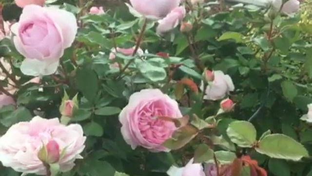 OLIVIA ROSE AUSTIN || DAVID AUSTIN ROSE, PNW 2021, Zone 8A, 1st flash смотреть онлайн
