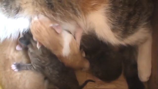 Котята. 1 день жизни. смотреть онлайн