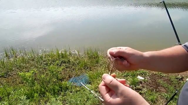 Ловля толстолобика на донную снасть смотреть онлайн