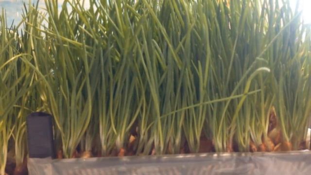 5 лучших способов выращивания лука на зелень. Обзор и сравнение смотреть онлайн