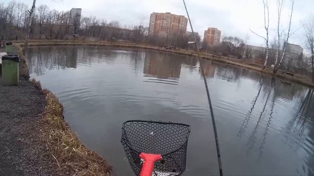 Ловля форели и нельмы на Тимирязевских прудах. 14.11.2014 смотреть онлайн