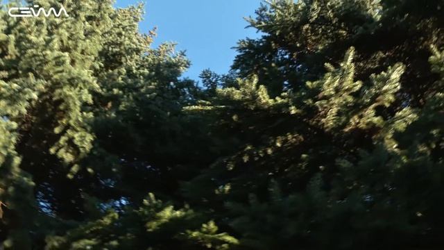 В Курске с 20 декабря заработают елочные базары смотреть онлайн