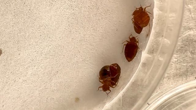 Bed Bugs- What You've Been Told is Totally False смотреть онлайн