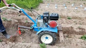 Окучивание картошки со смещением оси мотоблока Нева.