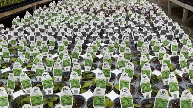 A Peek At What’s Growing At Netta’s