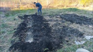 Посадил картошку в холодную землю ранней весной. Смотрите что вышло