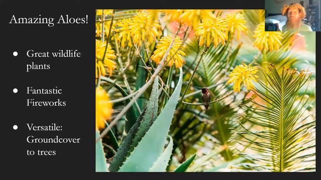 STRIKING SUCCULENT GARDENS w/ Gabriel Frank - May 2021, Zoom San Diego Horticultural Society Meetin смотреть онлайн