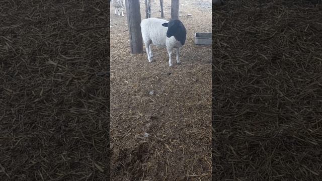 F4 Дорпер, баран, продажа смотреть онлайн