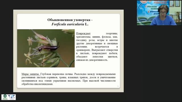 Защита декоративных цветочных культур от вредителей в открытом и защищенном грунте смотреть онлайн