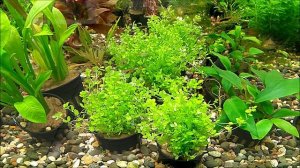 #Аквариумные_растения Микрантемум микрантемоидес