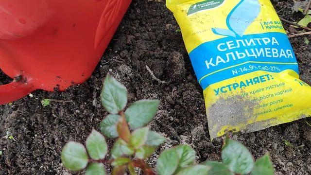 Чем подкормить розы весной? Первая минеральная подкормка смотреть онлайн