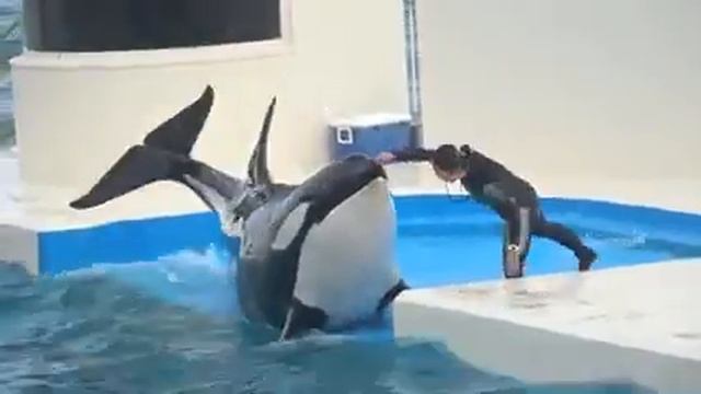 Kamogawa Seaworld | Orca |Killer Whale Show