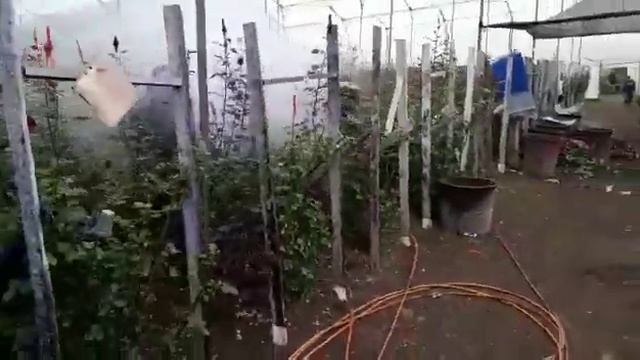 Полив роз на плантации VOLCANO