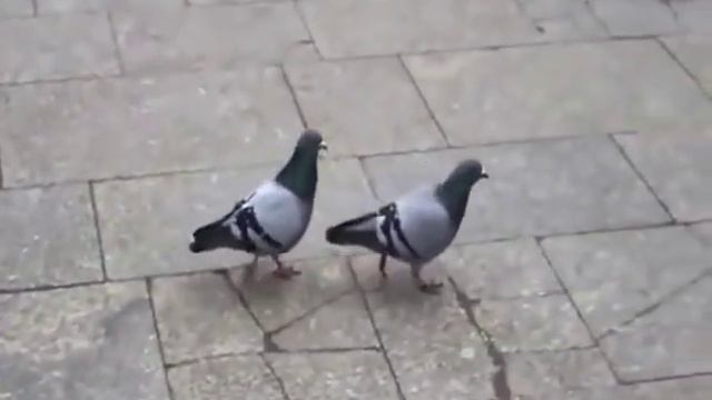 Голуби идут под Billie Jean (Birds dance Billie Jean) смотреть онлайн