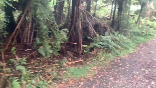 Dandenong Ranges, Melbourne, Australia. смотреть онлайн