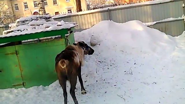 Контактный зоопарк."Берёзовая роща"г.Новосибирск смотреть онлайн