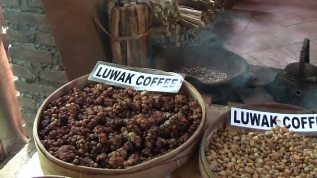 "Kopi luwak or civet coffee" from civets on a farm are forced to eat the coffee beans (Bali) смотреть онлайн
