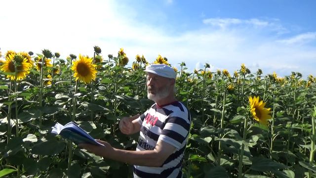 Иван Николаевич Милев с подсолнухами смотреть онлайн