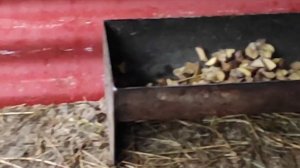 ЗИМНЕЕ СОДЕРЖАНИЕ БАРАНОВ И ОВЕЦ /РАЗВЕДЕНИЕ ОВЕЦ рацион кормления