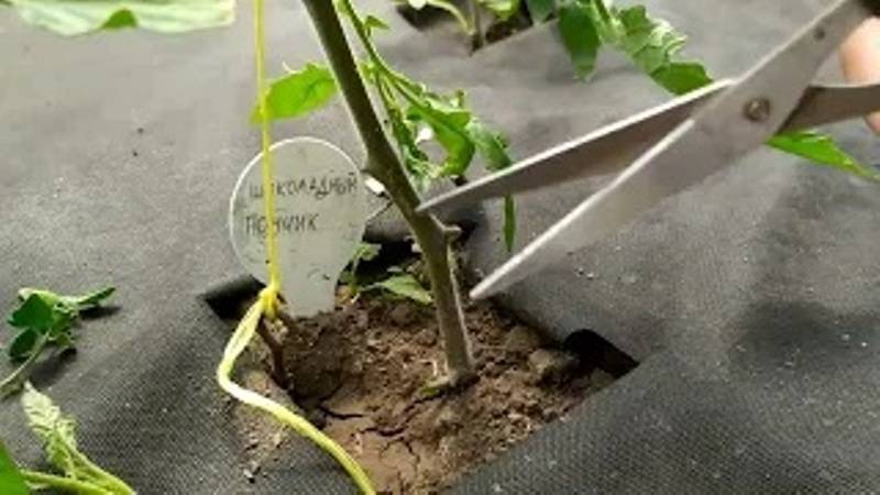 ПАСЫНКОВАНИЕ ТОМАТОВ смотреть онлайн