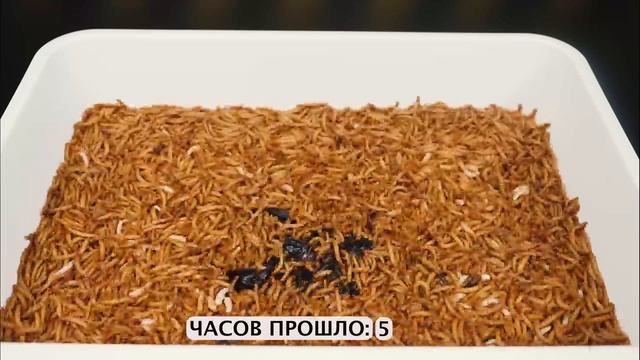 ЧТО ЕСЛИ К 10 000 МУЧНЫХ ЧЕРВЕЙ - ОПУСТИТЬ МЁРТВОГО СКОРПИОНА? СКОРПИОН VS МУЧНЫЕ ЧЕРВИ смотреть онлайн