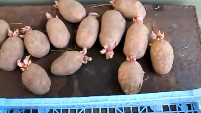 #159 (2018-05-03) огород-2018. Картофель, сорт Ред Скарлет смотреть онлайн