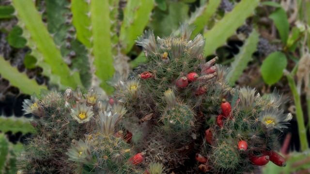 Rozwój kwiatów mammillaria prolifera. смотреть онлайн