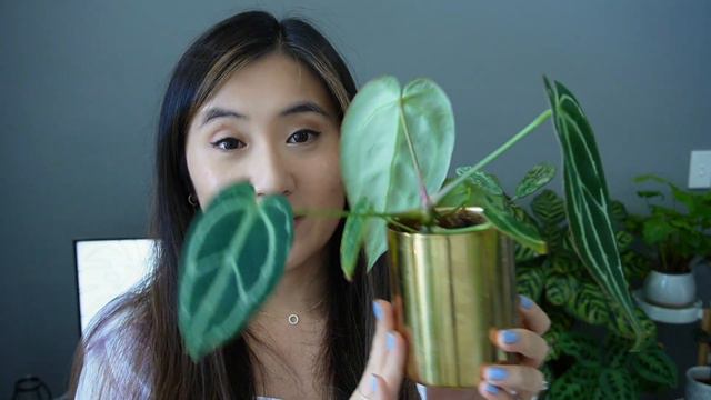 Anthurium Collection 2022 | 10+ Varieties  #ad