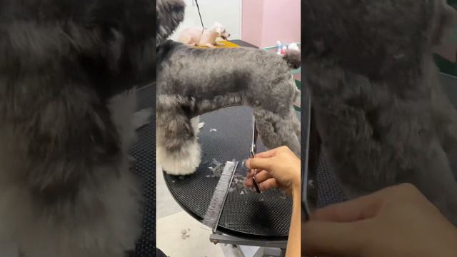 Quickly Cut a Schnauzer, The Little Guy is Too Cute!#pets #pethaircut смотреть онлайн