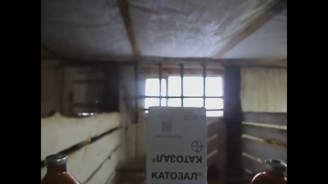 Эксперимент: испытание стимулятора роста КАТОЗАЛ на бычках. смотреть онлайн