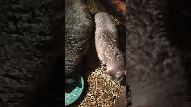 Милашка Ника/ Шурка идёт на поправку/ Майя отлично знает свою кличку смотреть онлайн