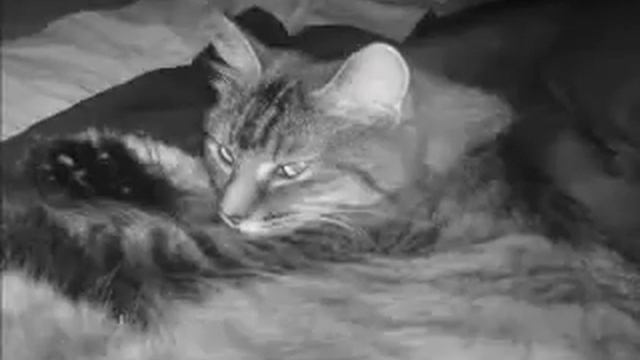 LA RAZA FELINA Y EL PLANETA X NIBIRU (subtitulos en español).rv смотреть онлайн