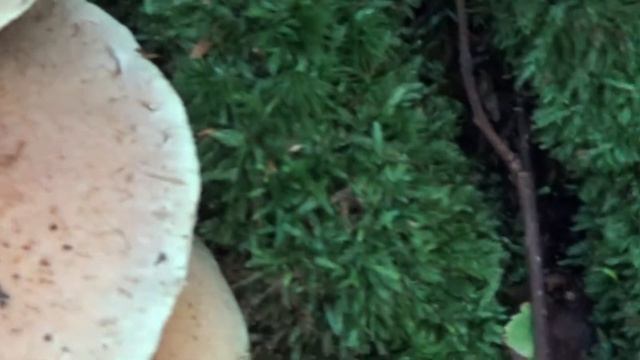 Грибы Чешуйчатки или ложные грибы опята? смотреть онлайн