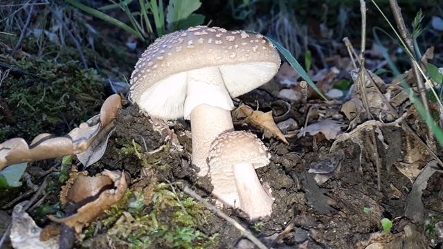 Funghi Amanite 2019 - "Non solo Porcini" - (Amanita rubescens) смотреть онлайн