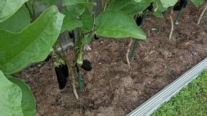 Копаю картошку, обрываю огурцы