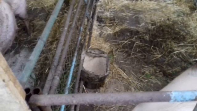 У свиноматки начало выделяться молоко, но это не повод паниковать :) 10.07.20 смотреть онлайн