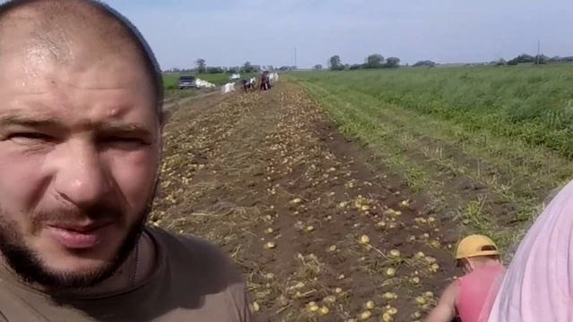 уборка картошки с помощью копалки GRIMME WH 200 смотреть онлайн