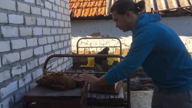 Гипноз куриц