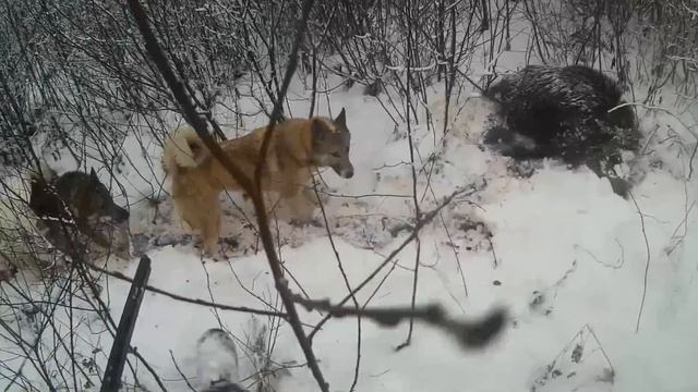 Охота с лайками на копытных | Архив смотреть онлайн