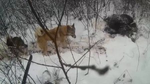 Охота с лайками на копытных | Архив