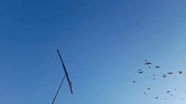 Николаевские голуби.Первая отака хищника. смотреть онлайн