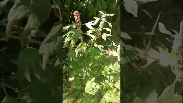 Собираем травы в августе смотреть онлайн