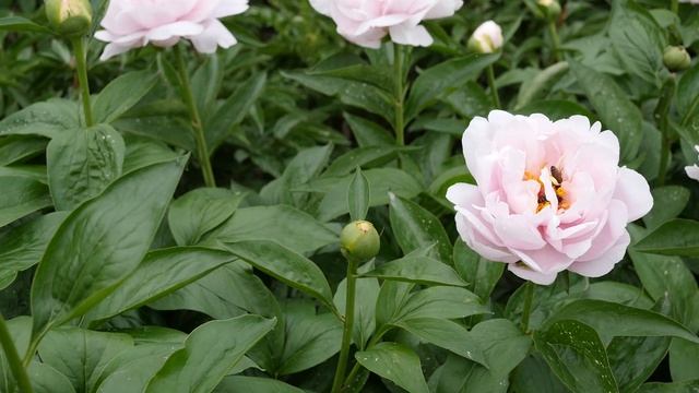 PINK VANGUARD - PeonyMAX смотреть онлайн