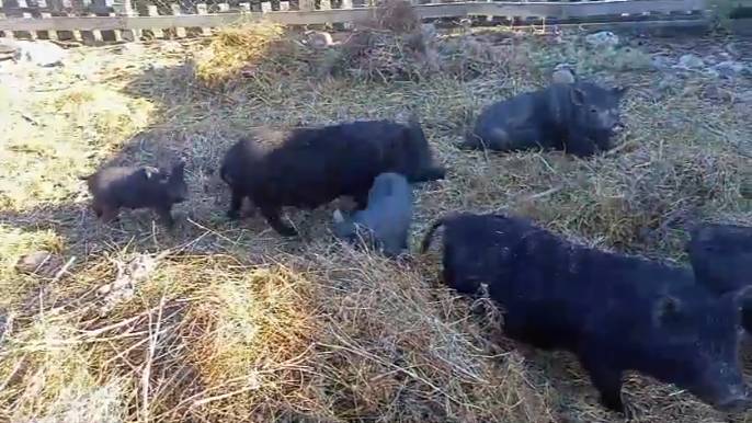 Въетнамские поросята.