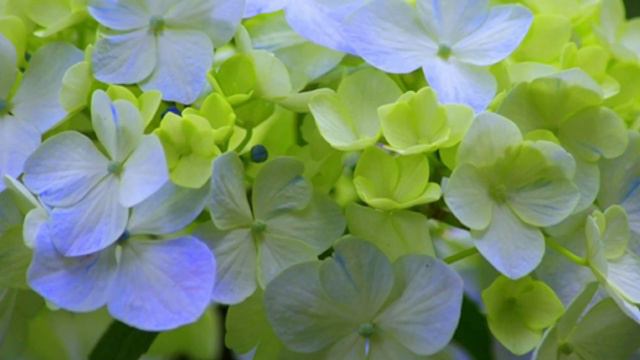 Hydrangea varieties: Macrophylla (mophead) vs Paniculata (panicle) смотреть онлайн