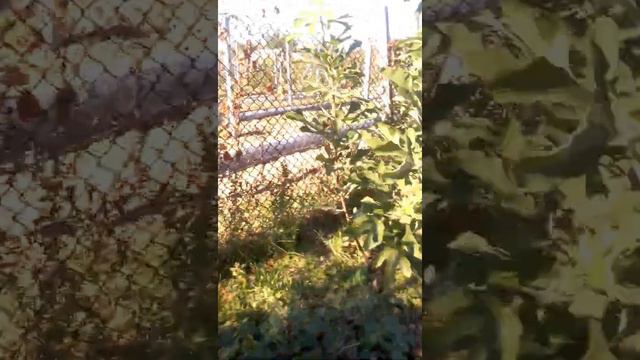 Выращивание инжира на огороде смотреть онлайн