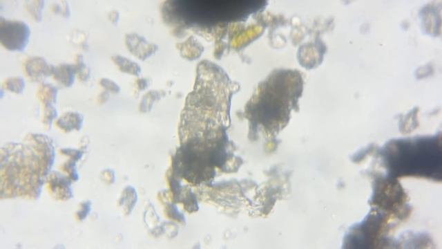 водяной медведь - тихоходка 1